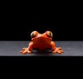 Orange frog printed on a 3D printer and hand-painted on a black background Royalty Free Stock Photo