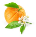 Isolated orange fruit and flowers