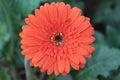 Isolated orange gerber daisy flower in the garden Royalty Free Stock Photo