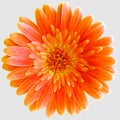 An isolated orange Gerbera Germini flower Royalty Free Stock Photo