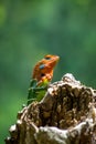 Isolated orange and green lizard on a tree stump. Ella, Sri Lanka Royalty Free Stock Photo