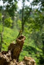 Isolated orange and green lizard on a tree stump. Ella, Sri Lanka Royalty Free Stock Photo
