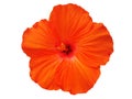Isolated orange Hibiscus flower Royalty Free Stock Photo