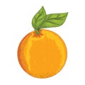 Isolated Orange with leave -Vector Illustration