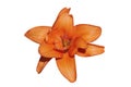 Isolated orange Lilly flower on white background Royalty Free Stock Photo