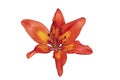 Isolated orange Lilly flower on white background Royalty Free Stock Photo