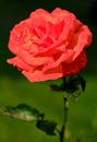 Orange rose with water drops Royalty Free Stock Photo