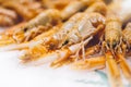 Isolated orange shrimp on ice background on the market, closeup of fresh crustacean products in restaurant, useful shellfish sea