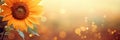 Isolated orange sunflower with magical bokeh background, ideal for text placement on the right side Royalty Free Stock Photo