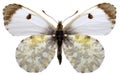 Isolated Orange Tip butterfly Royalty Free Stock Photo