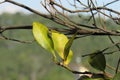 Isolated Orange tree leaf branch under the sun