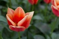 Isolated orange tulip