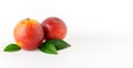 Isolated oranges. Fresh ripe red oranges on white background. Healthy orange fruits background. Royalty Free Stock Photo