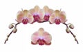 Isolated Orchid Design Header