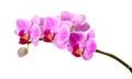 Isolated orchids Royalty Free Stock Photo