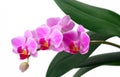 Isolated orchids Royalty Free Stock Photo