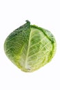 Isolated organic head of savoy cabbage