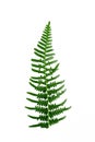 Isolated ornament of green fern leaves on a white background Royalty Free Stock Photo