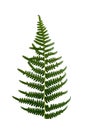 Isolated ornament of green fern leaves on a white background Royalty Free Stock Photo