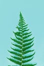 Isolated ornament of green fern leaves on a background Royalty Free Stock Photo