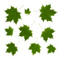 Isolated ornament of green maple leaves