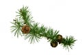 Isolated ornament of green pine branch on a white background