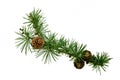 Isolated ornament of green pine branch  on a white background Royalty Free Stock Photo