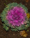 Isolated ornamental cauliflower on natural background