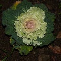 Isolated ornamental cauliflower on natural background