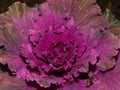 Isolated ornamental cauliflower on natural background