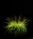 Isolated Ornamental Grass on Black Royalty Free Stock Photo