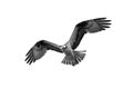 Isolated Osprey Royalty Free Stock Photo