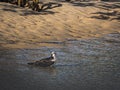 Osprey Wading by an Island!