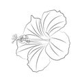 Hibiscus isolated outline