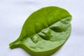Isolated Spinach Leaf