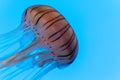 Isolated Pacific Sea Nettle Jellyfish swimming in Water