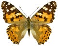 Isolated painted lady butterfly Royalty Free Stock Photo