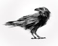 Isolated painted sitting bird raven Royalty Free Stock Photo