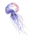 Isolated pale color tender jellyfish watercolor Royalty Free Stock Photo