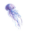 Isolated pale color tender jellyfish