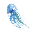 Isolated pale color tender jellyfish Royalty Free Stock Photo