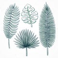 Isolated palm leaves handmade in sketch style