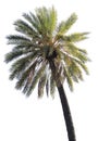 Isolated palm tree