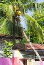 Isolated palm tree above colored houses