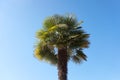 Isolated Palm tree against blue sky background close up. Royalty Free Stock Photo