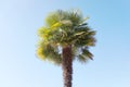 Isolated Palm tree against blue sky background close up. Royalty Free Stock Photo