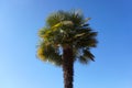 Isolated Palm tree against blue sky background close up. Royalty Free Stock Photo