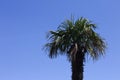 Isolated palm tree and a blue sky background - Minimal view