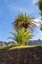 Isolated palm tree on the road facing the mountains of the Masca Valley in Tenerife
