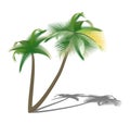 Isolated palm trees with shade